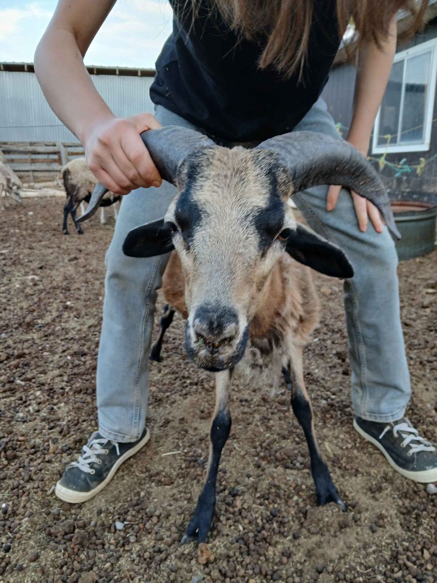 Blackbelly Ram for Sale