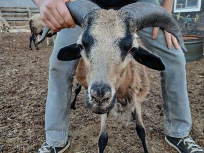 Blackbelly Ram for Sale