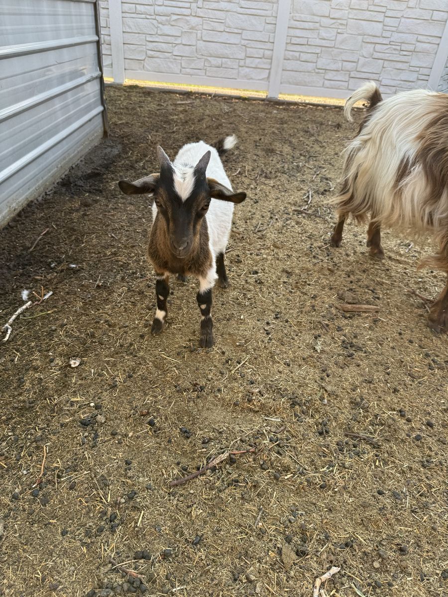 Baby Fainting Goats for sale