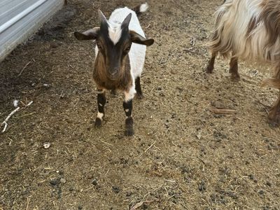 Baby Fainting Goats for sale