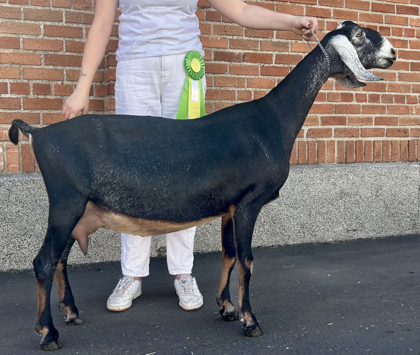 ADGA Registered Nubian Dairy Goat