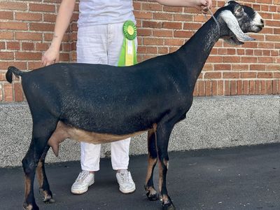 ADGA Registered Nubian Dairy Goat