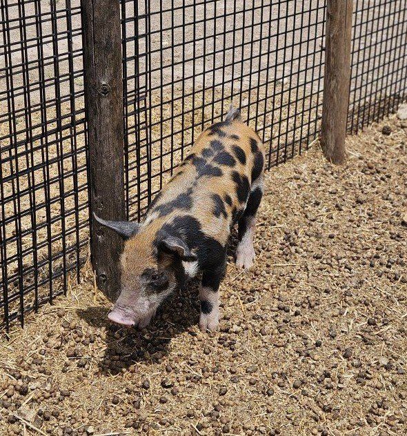 Duroc/ Hampshire piglets