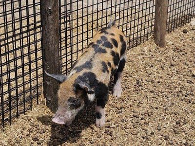 Duroc/ Hampshire piglets