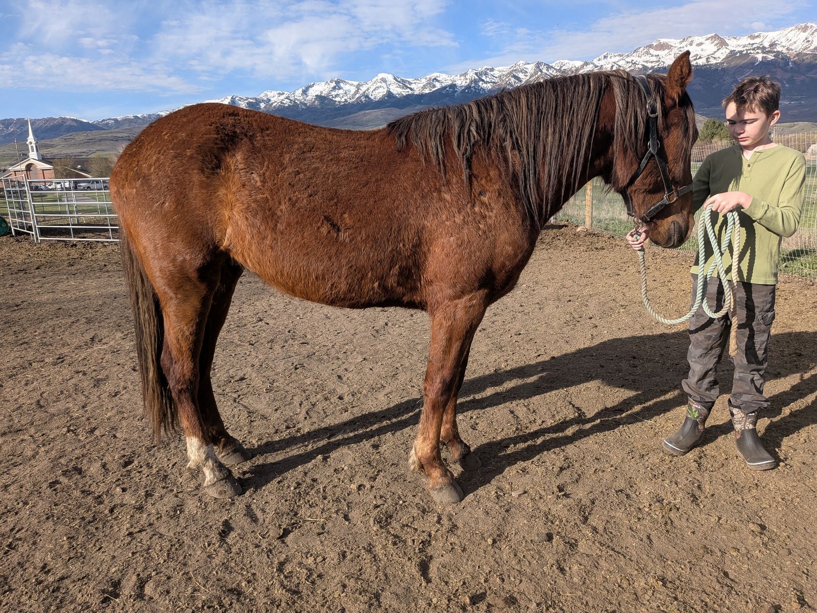 3 year old mustang mare 14.3 hands