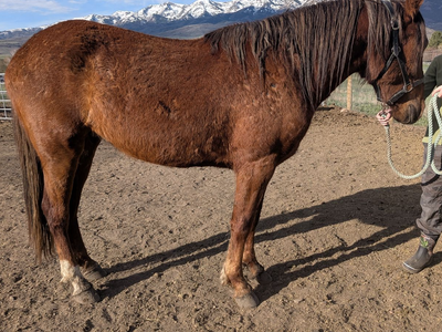 3 year old mustang mare 14.3 hands
