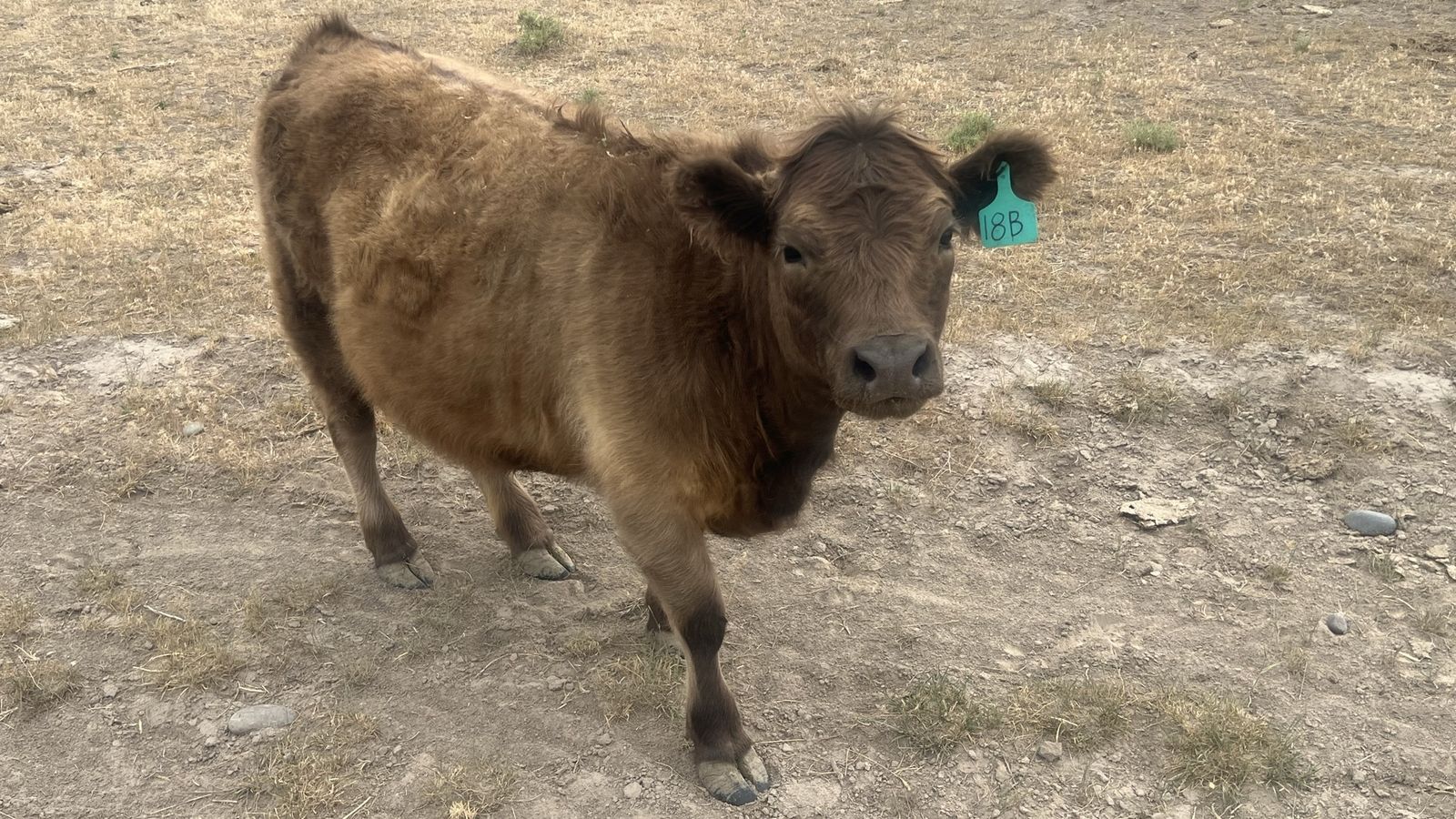 Scottish Highland