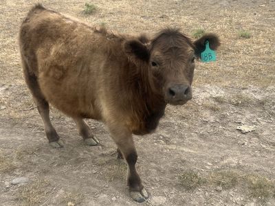 Scottish Highland