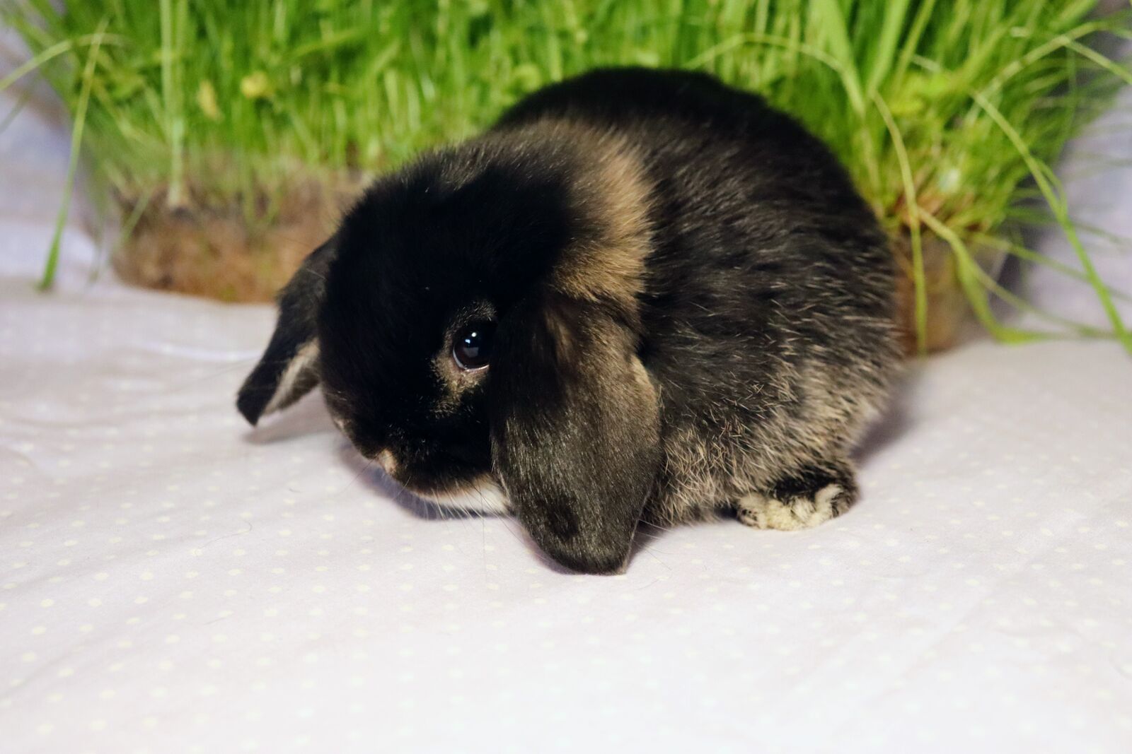 8 Week Old Otter Holland Lop rabbits