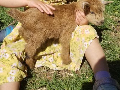 Dwarf Nigerian bottle babys