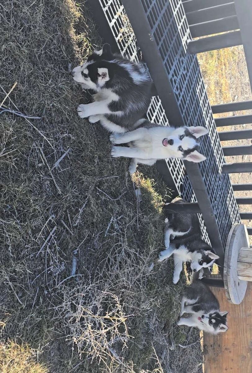 Husky puppies