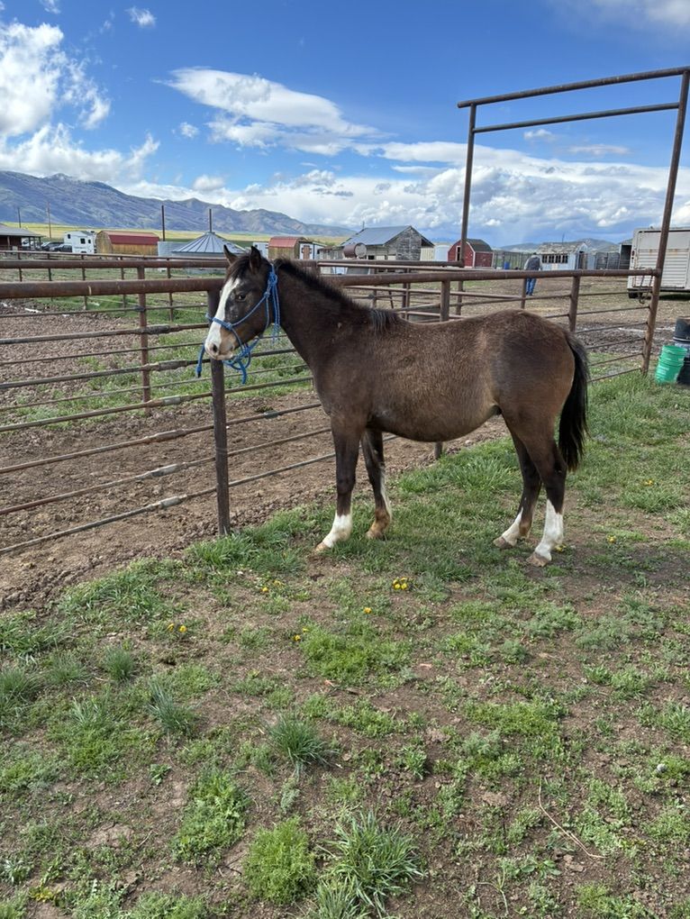 2 Year Old Grade Gelding