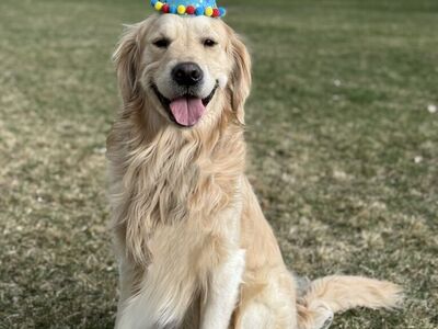 Proven AKC Golden Stud - OFA/DNA Clear