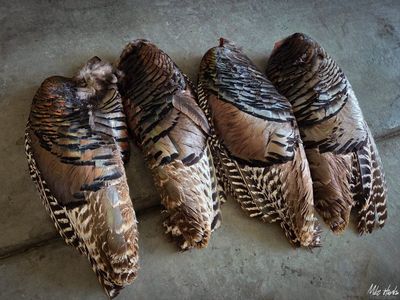 Turkey Wing Feathers