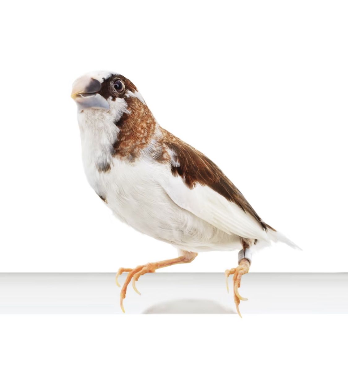 ISO Male Society Finch