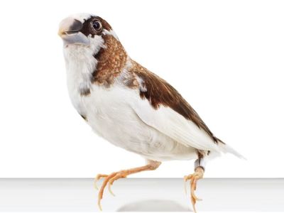 ISO Male Society Finch