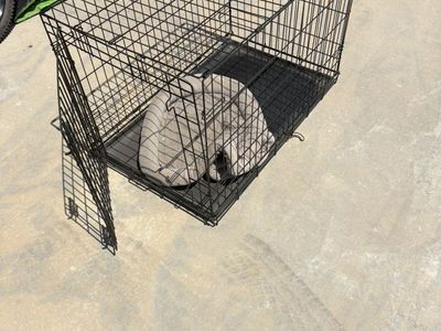 Large Dog Kennel