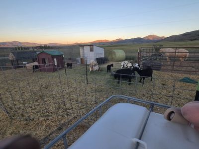 Goats for sale