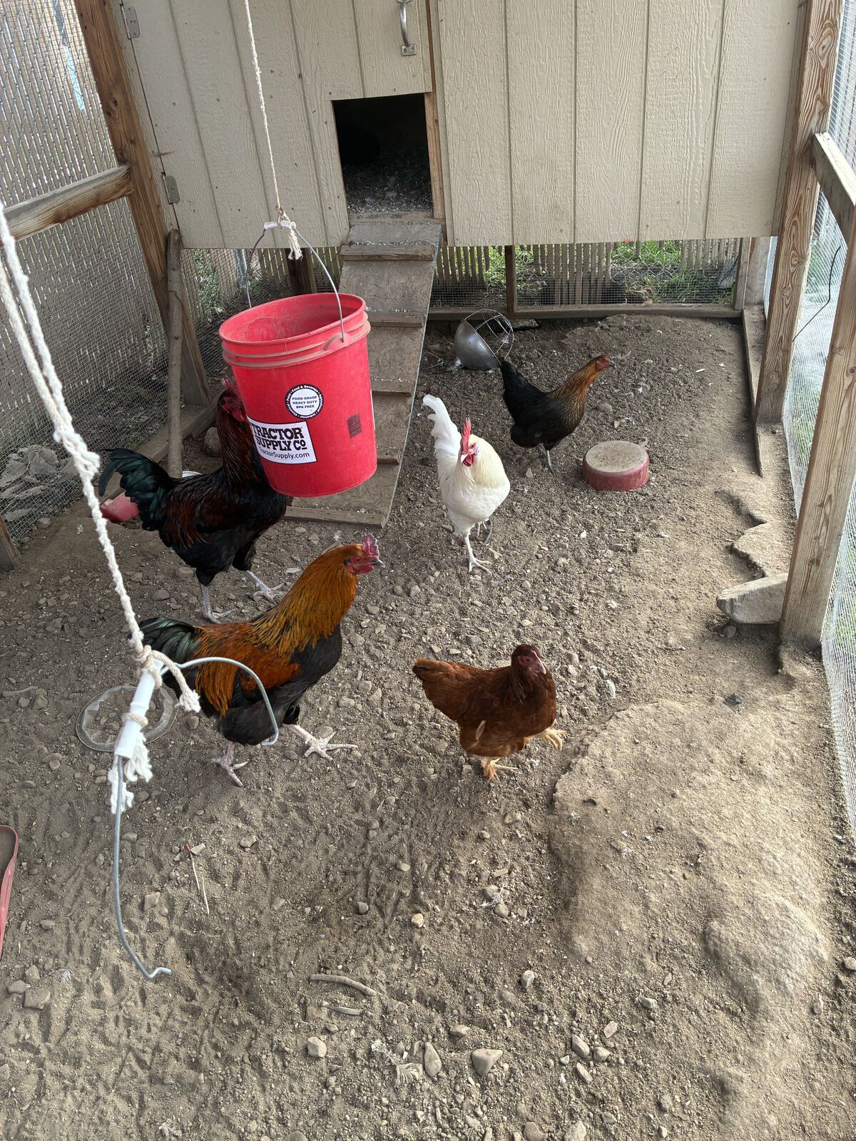 8 chickens 3 roosters