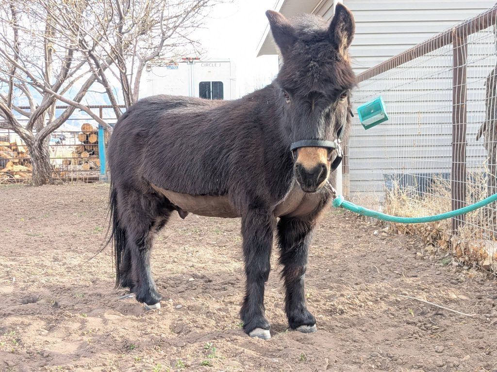 Kevin the mini mule