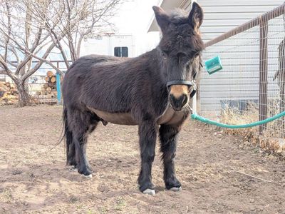 Kevin the mini mule
