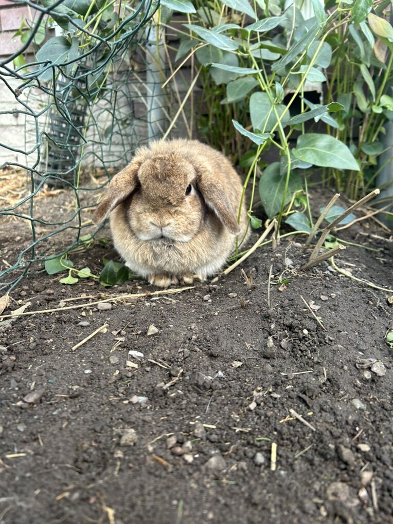 Female Holland Lop