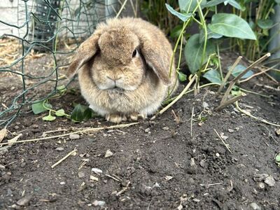 Female Holland Lop