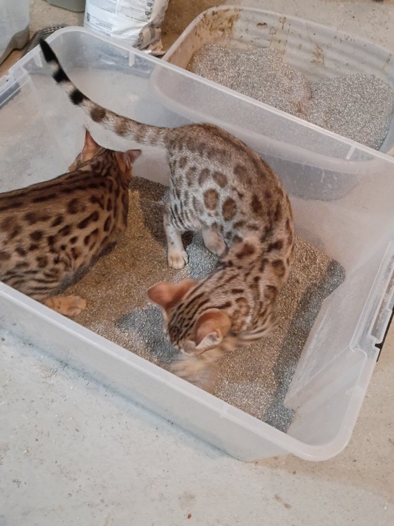 Bengal girl