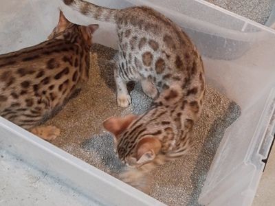 Bengal girl