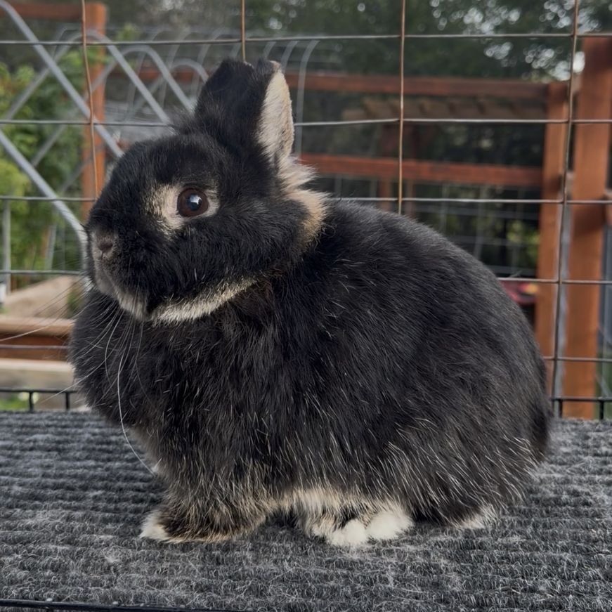 Netherland Dwarf Does