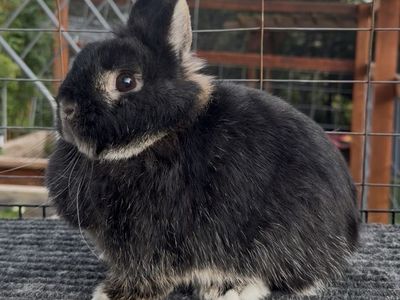 Netherland Dwarf Does