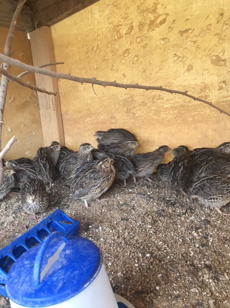 Jumbo Brown Cuternix Quail Females And Males