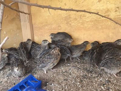 Jumbo Brown Cuternix Quail Females And Males