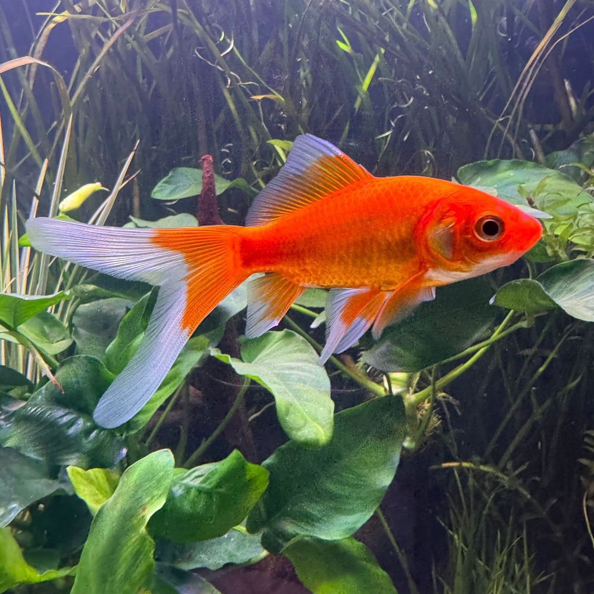 Comet Goldfish