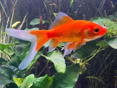 Comet Goldfish
