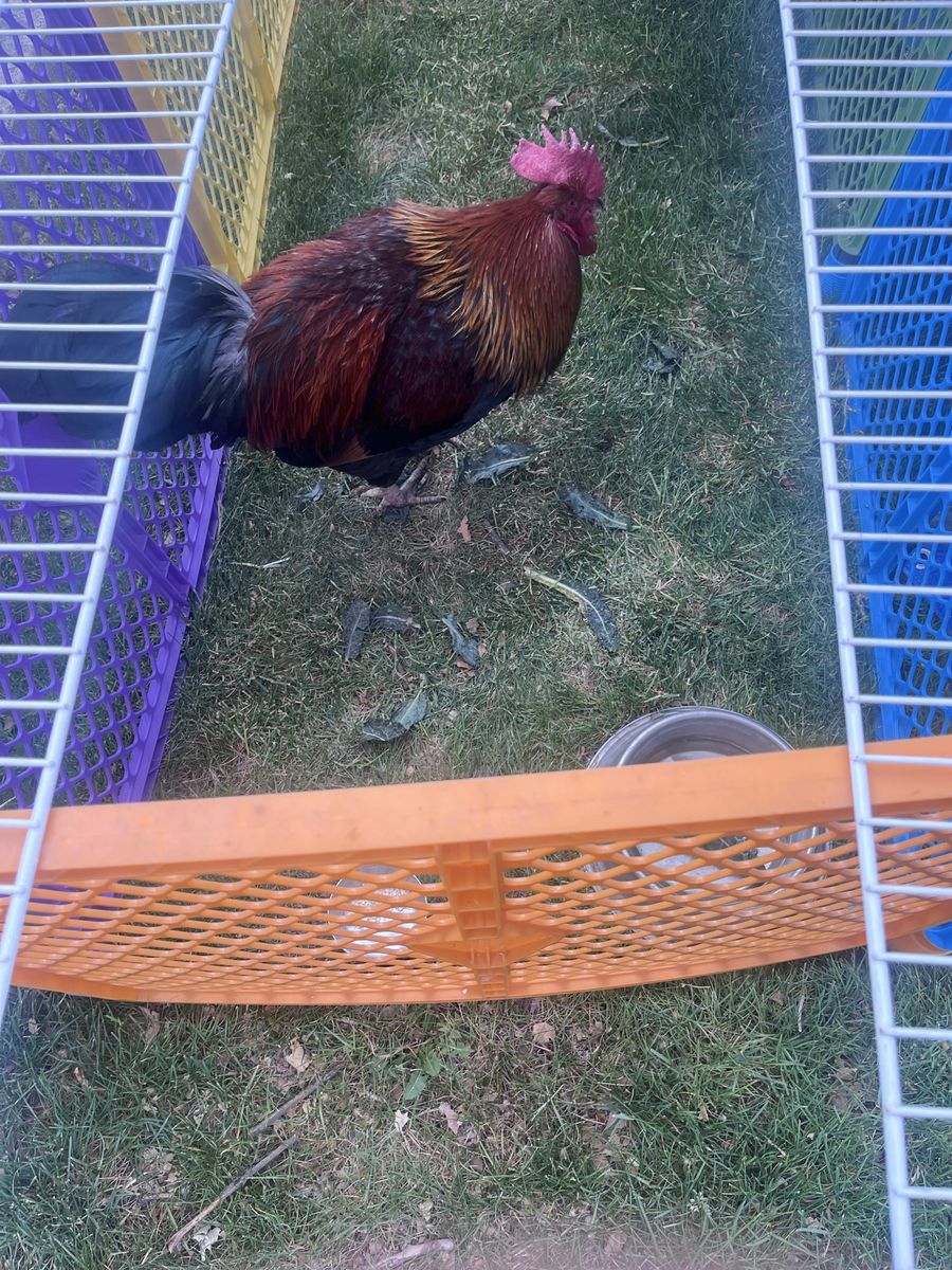 Rooster