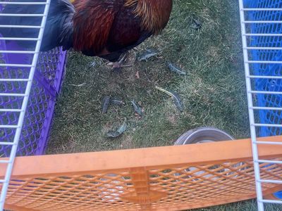 Rooster