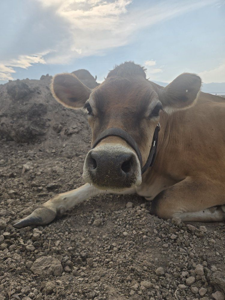 A2A2 Jersey Milk Cow in Milk
