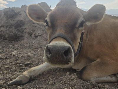 A2A2 Jersey Milk Cow in Milk