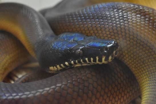 Adult Northern White Lipped Python
