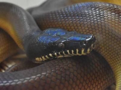 Adult Northern White Lipped Python