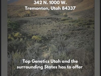 Red Angus Bull For Sale