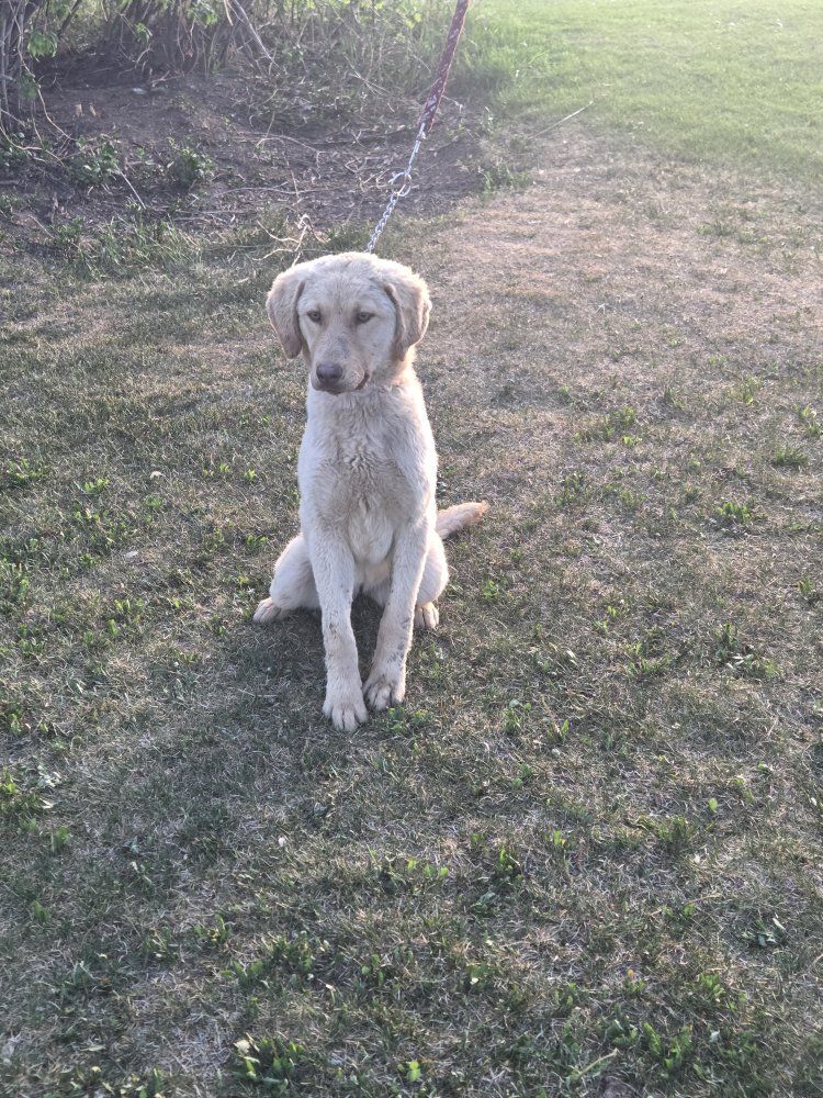 Female Chesapeake pup