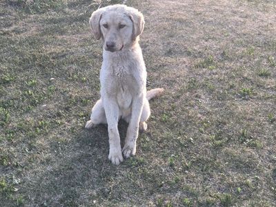 Female Chesapeake pup