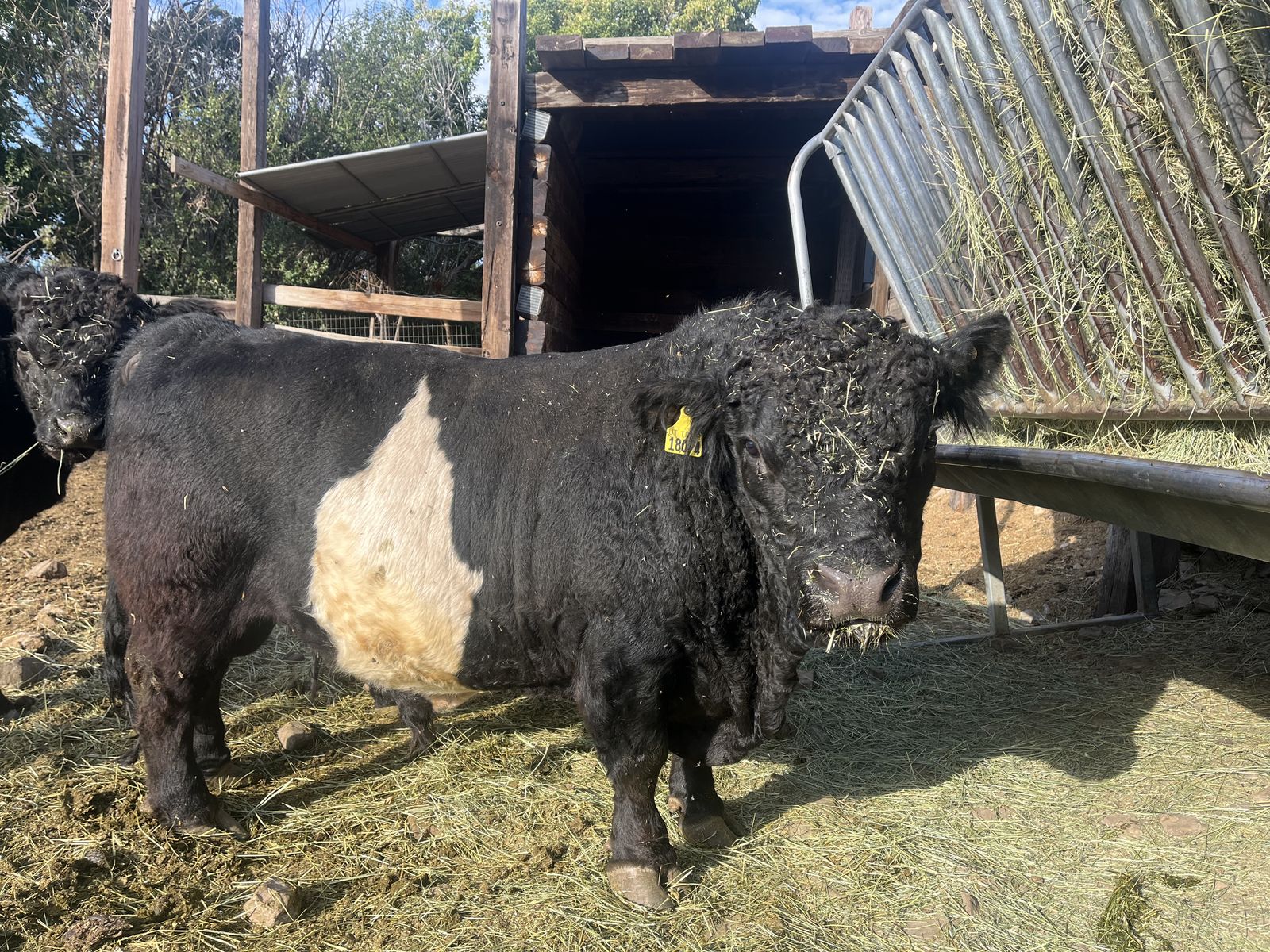 Miniature Belted Galloway Bulls