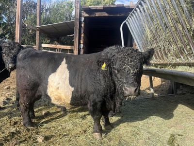 Miniature Belted Galloway Bulls