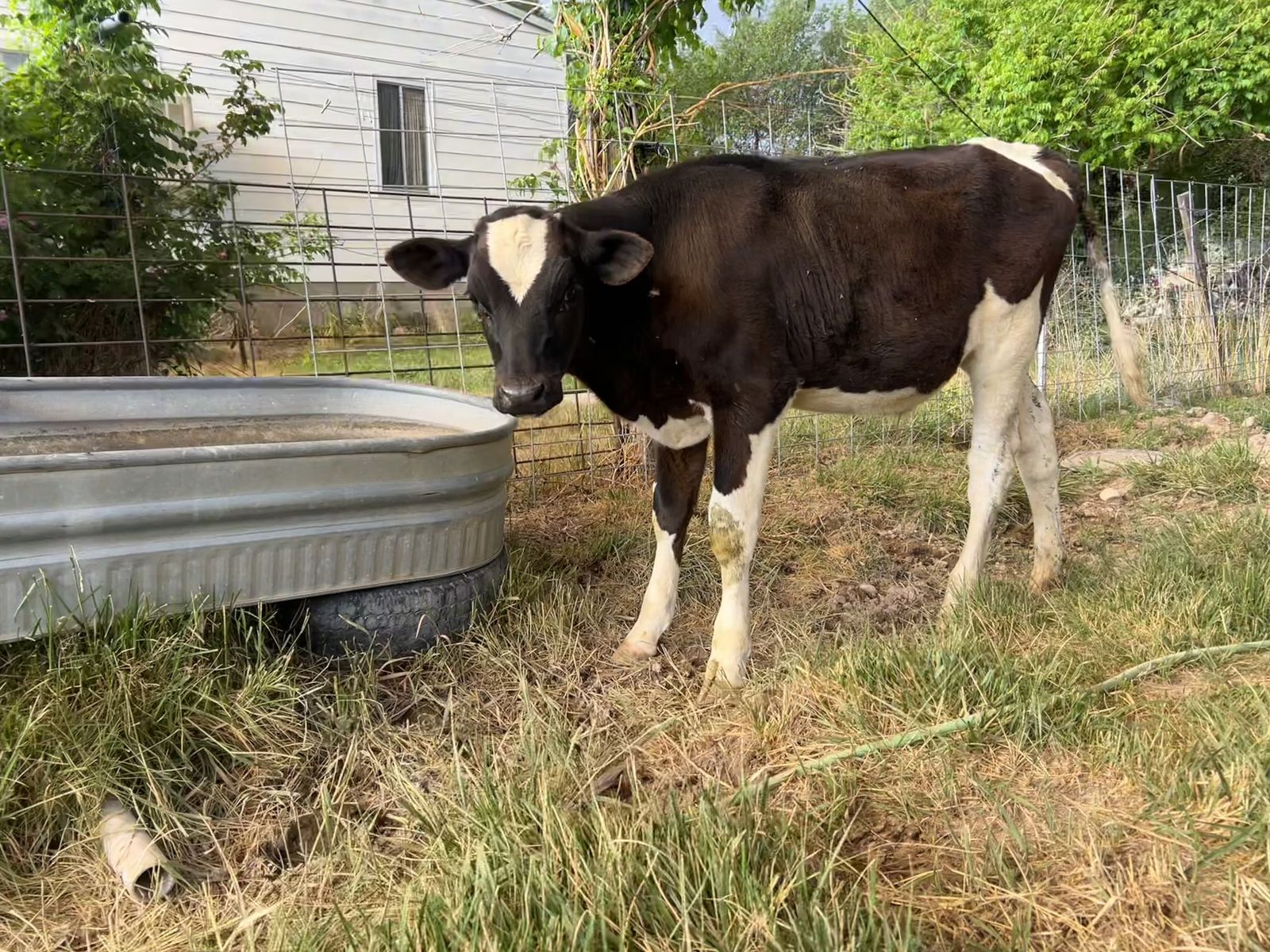 Weaned Holstein Steer Pasture Ready