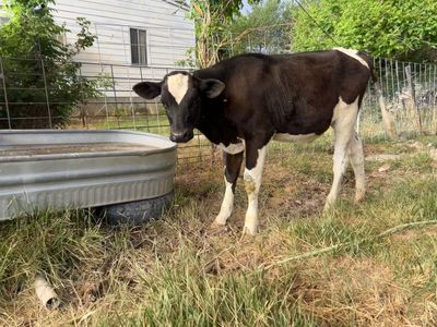 Weaned Holstein Steer Pasture Ready