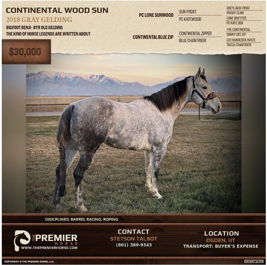 8 yr old gelding Rope horse/ barrel prospect