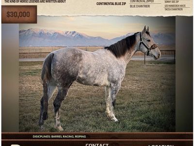 8 yr old gelding Rope horse/ barrel prospect